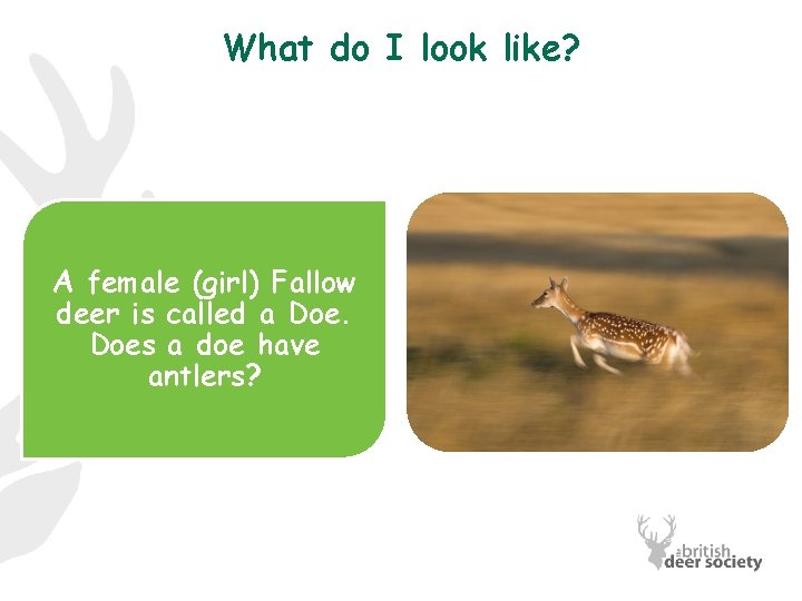 What do I look like? A female (girl) Fallow deer is called a Does
