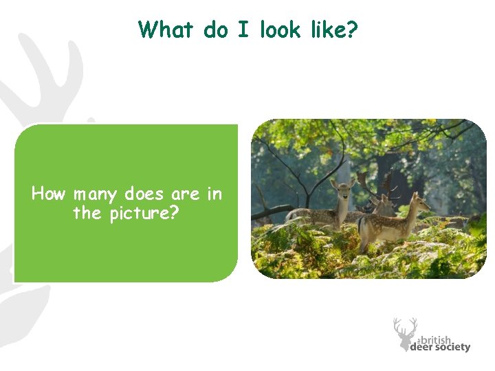 What do I look like? How many does are in the picture? 