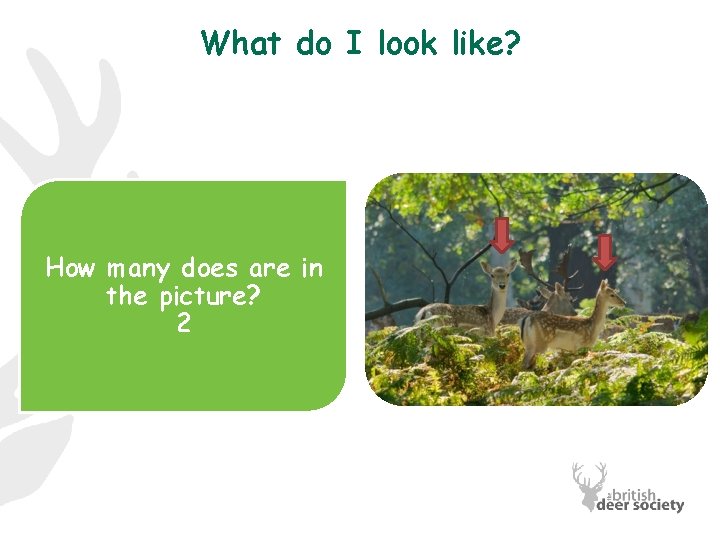 What do I look like? How many does are in the picture? 2 