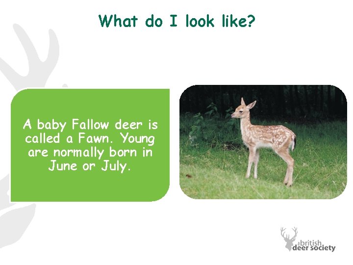 What do I look like? A baby Fallow deer is called a Fawn. Young