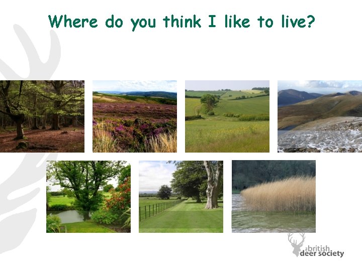 Where do you think I like to live? 