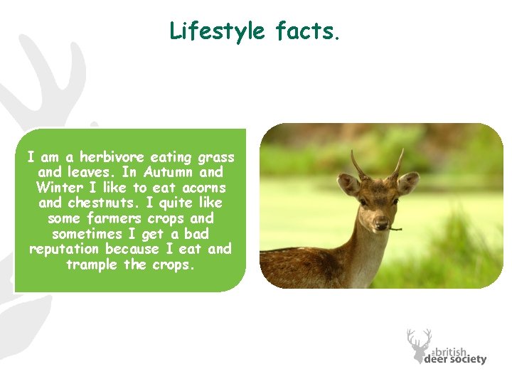 Lifestyle facts. I am a herbivore eating grass and leaves. In Autumn and Winter