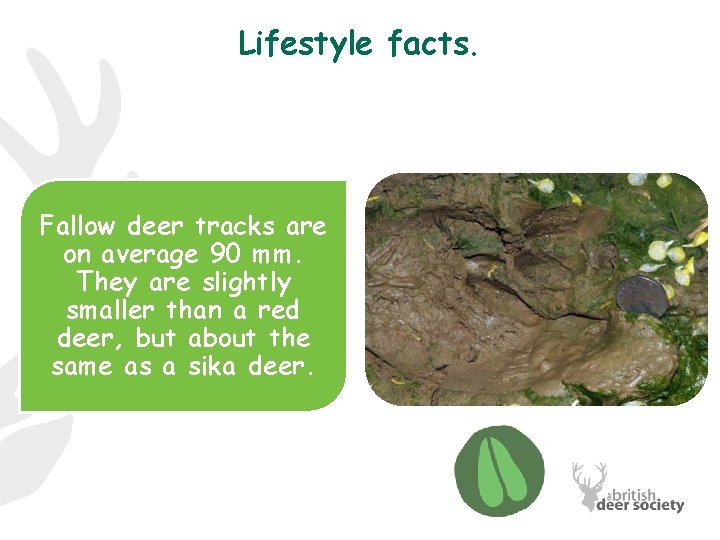 Lifestyle facts. Fallow deer tracks are on average 90 mm. They are slightly smaller