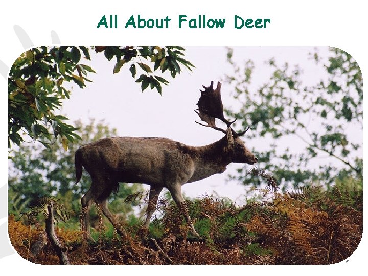 All About Fallow Deer 