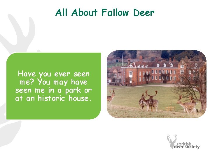 All About Fallow Deer Have you ever seen me? You may have seen me