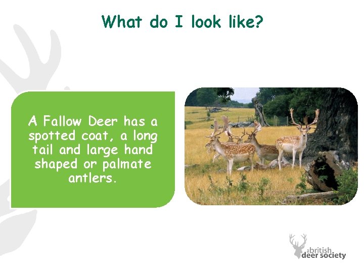 What do I look like? A Fallow Deer has a spotted coat, a long