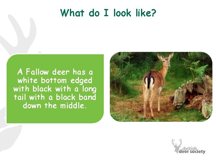 What do I look like? A Fallow deer has a white bottom edged with