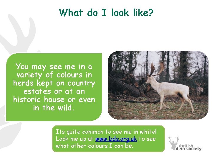 What do I look like? You may see me in a variety of colours