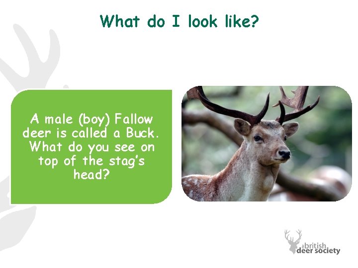 What do I look like? A male (boy) Fallow deer is called a Buck.