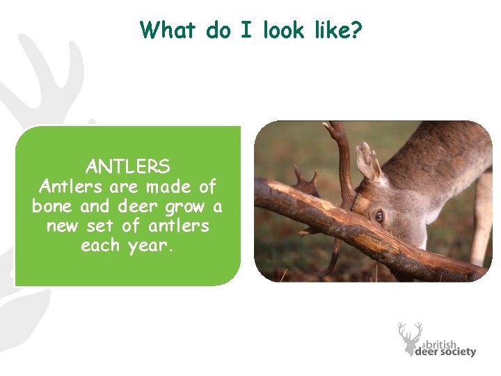 What do I look like? ANTLERS Antlers are made of bone and deer grow