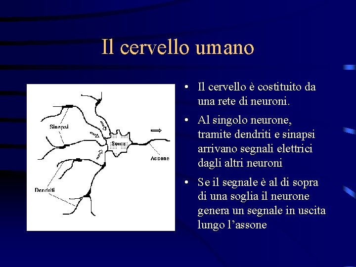 Il cervello umano • Il cervello è costituito da una rete di neuroni. •