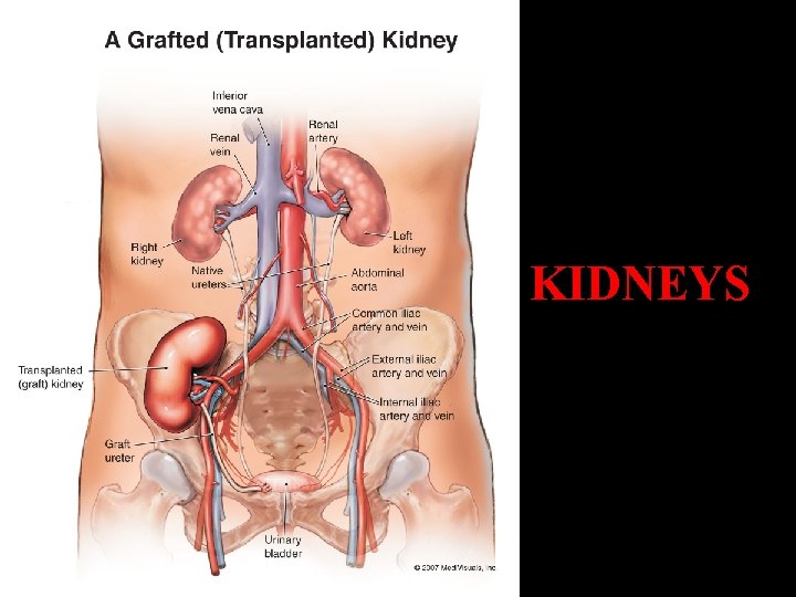 KIDNEYS 