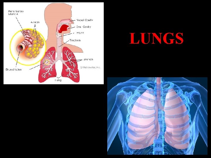 LUNGS 