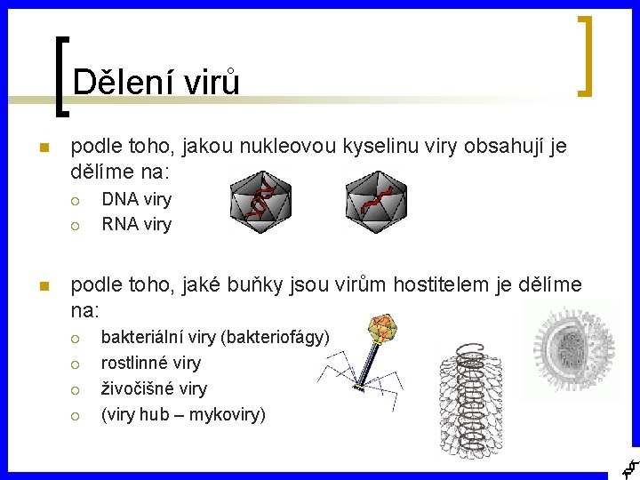 Dělení virů n podle toho, jakou nukleovou kyselinu viry obsahují je dělíme na: ¡