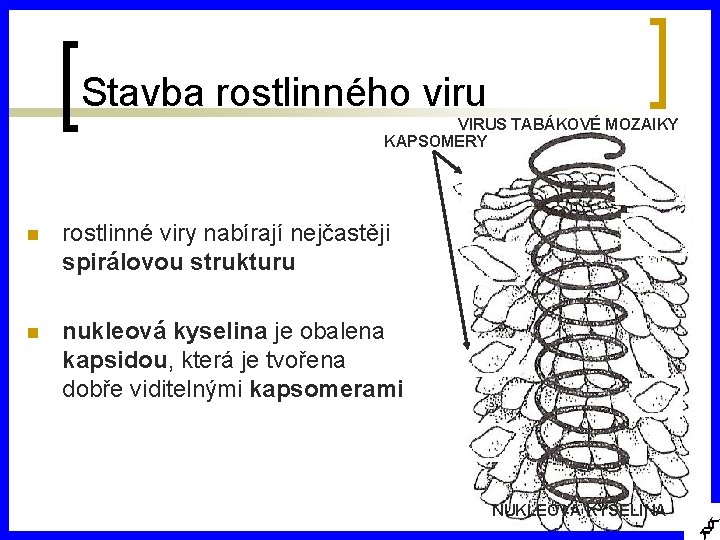 Stavba rostlinného viru VIRUS TABÁKOVÉ MOZAIKY KAPSOMERY n rostlinné viry nabírají nejčastěji spirálovou strukturu