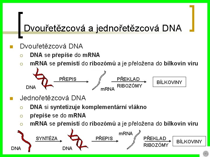 Dvouřetězcová a jednořetězcová DNA n Dvouřetězcová DNA ¡ ¡ DNA se přepíše do m.