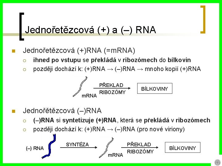 Jednořetězcová (+) a (–) RNA n Jednořetězcová (+)RNA (=m. RNA) ¡ ¡ ihned po