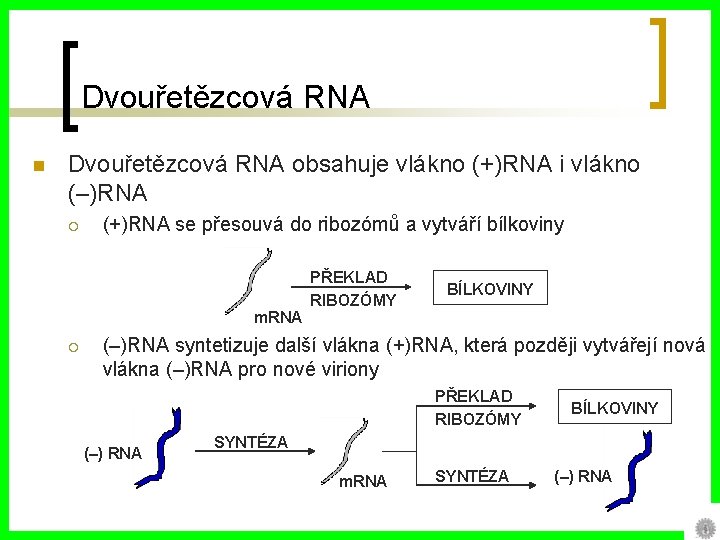 Dvouřetězcová RNA n Dvouřetězcová RNA obsahuje vlákno (+)RNA i vlákno (–)RNA ¡ (+)RNA se