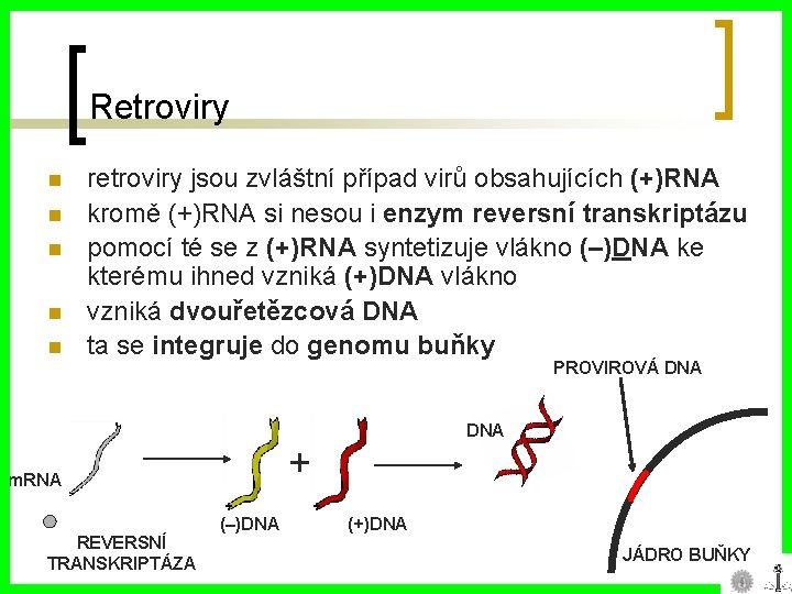 Retroviry n n n retroviry jsou zvláštní případ virů obsahujících (+)RNA kromě (+)RNA si