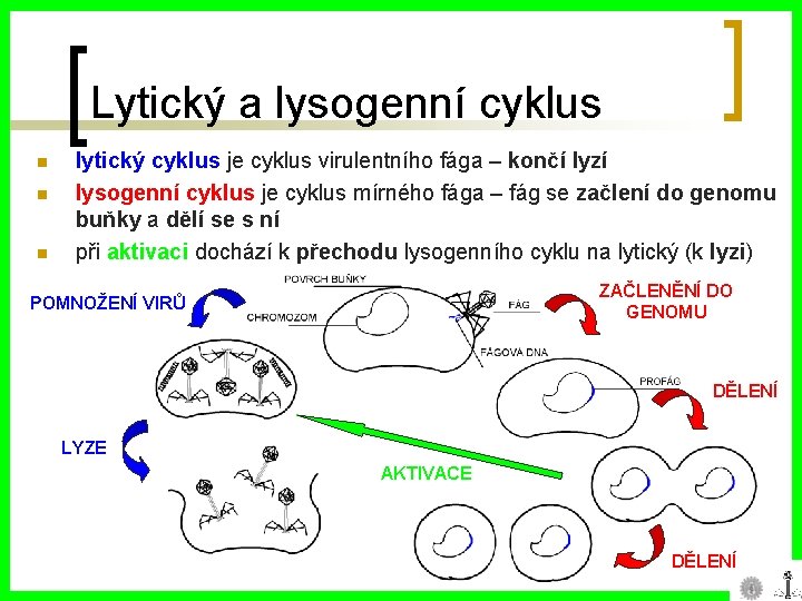 Lytický a lysogenní cyklus n n n lytický cyklus je cyklus virulentního fága –
