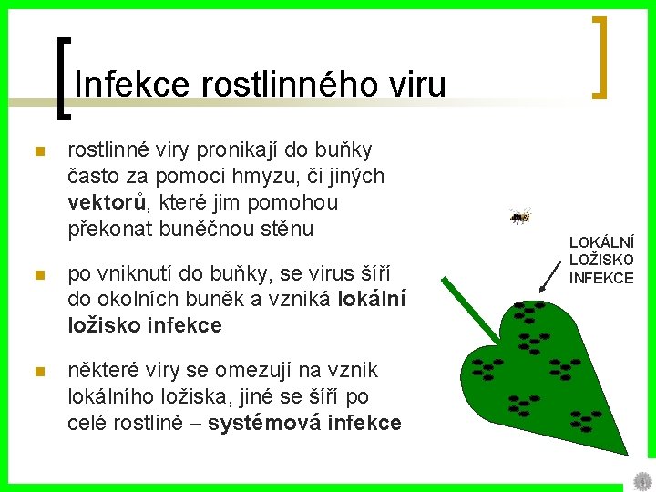Infekce rostlinného viru n rostlinné viry pronikají do buňky často za pomoci hmyzu, či