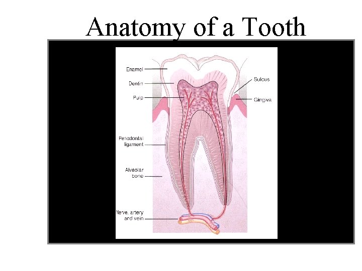 Anatomy of a Tooth 