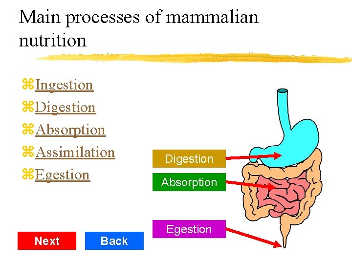 Main processes of mammalian nutrition z. Ingestion z. Digestion z. Absorption z. Assimilation z.