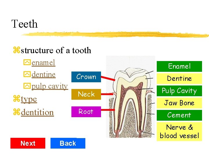 Teeth zstructure of a tooth yenamel ydentine ypulp cavity Enamel Crown Dentine Neck Pulp