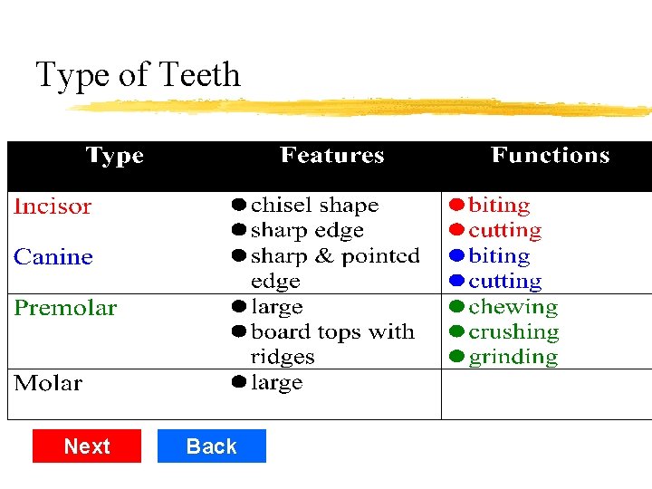 Type of Teeth Next Back 