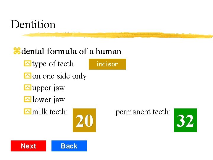 Dentition zdental formula of a human ytype of teeth premolar incisor canine molar yon