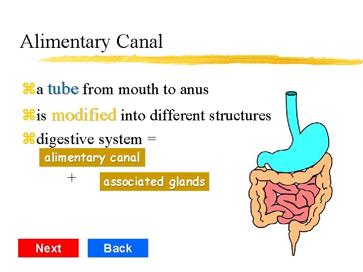 Alimentary Canal za tube from mouth to anus zis modified into different structures zdigestive