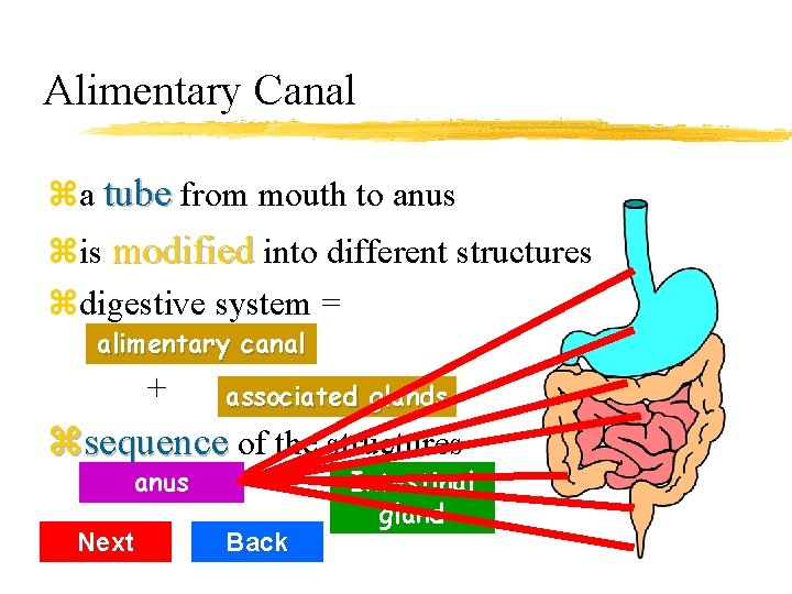 Alimentary Canal za tube from mouth to anus zis modified into different structures zdigestive