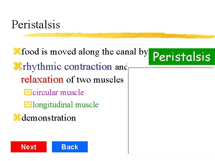 Peristalsis zfood is moved along the canal by zrhythmic contraction and relaxation of two
