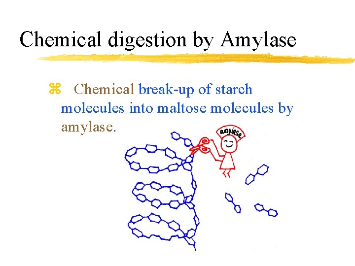 Chemical digestion by Amylase z Chemical break-up of starch molecules into maltose molecules by