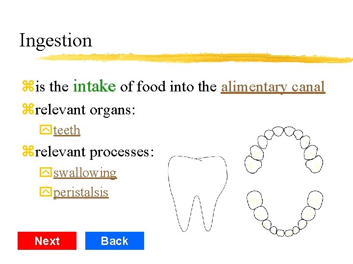 Ingestion zis the intake of food into the alimentary canal zrelevant organs: yteeth zrelevant