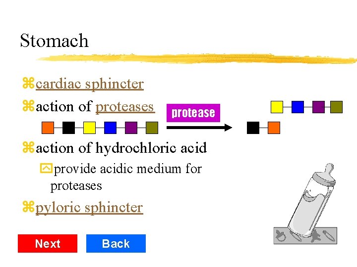 Stomach zcardiac sphincter zaction of proteases protease zaction of hydrochloric acid yprovide acidic medium
