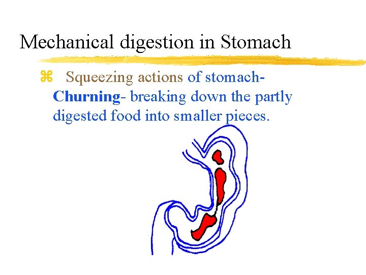 Mechanical digestion in Stomach z Squeezing actions of stomach. Churning- breaking down the partly