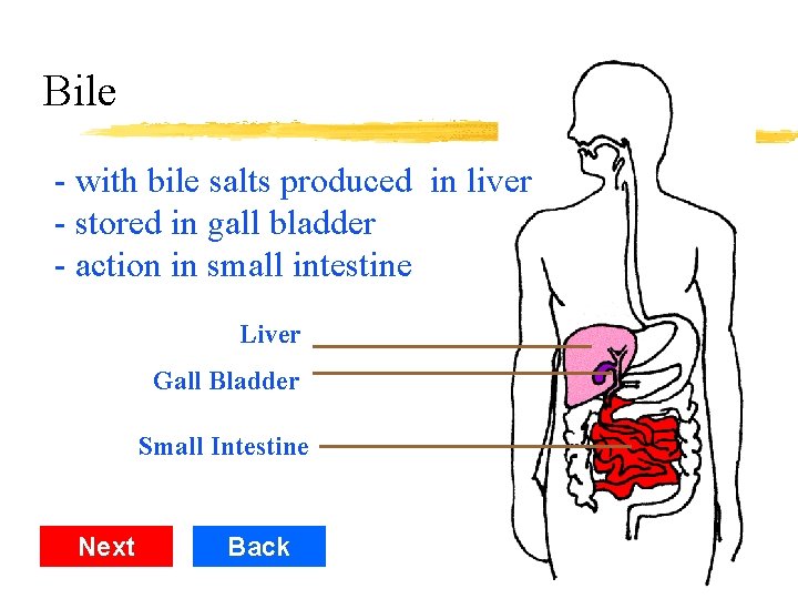 Bile - with bile salts produced in liver - stored in gall bladder -