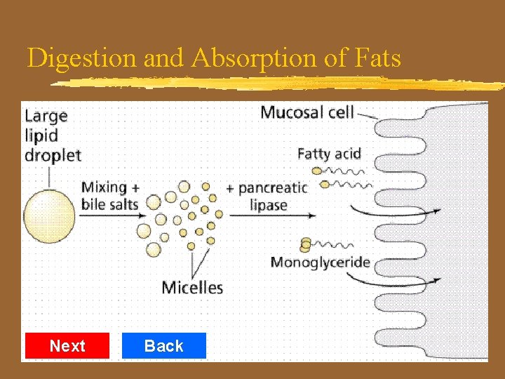 Digestion and Absorption of Fats Next Back 