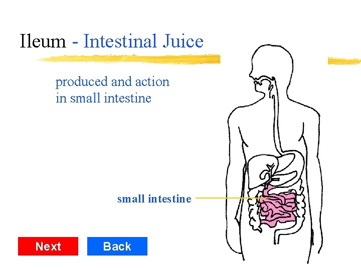 Ileum - Intestinal Juice produced and action in small intestine Next Back 
