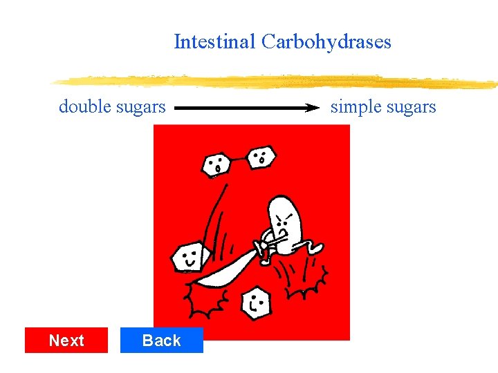 Intestinal Carbohydrases double sugars Next Back simple sugars 