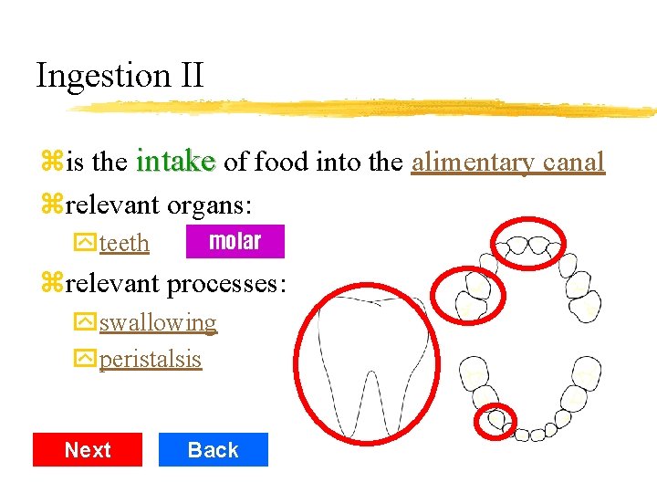 Ingestion II zis the intake of food into the alimentary canal zrelevant organs: yteeth