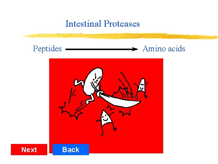 Intestinal Proteases Peptides Next Amino acids Back 