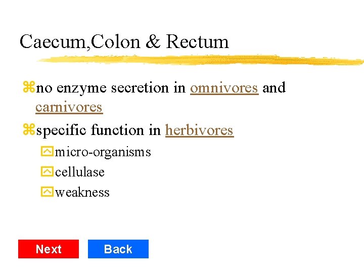 Caecum, Colon & Rectum zno enzyme secretion in omnivores and carnivores zspecific function in