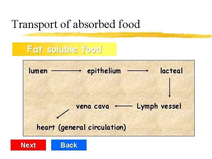 Transport of absorbed food Water Fat solublefood lumen epithelium blood capillaries lacteal hepatic vein