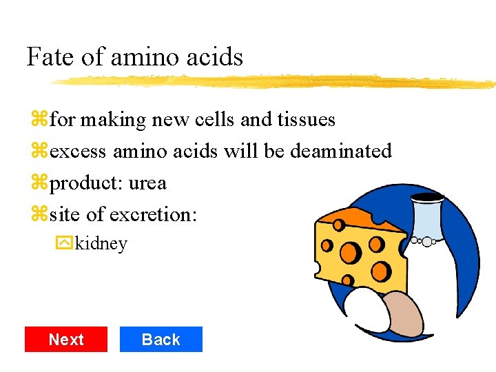 Fate of amino acids zfor making new cells and tissues zexcess amino acids will