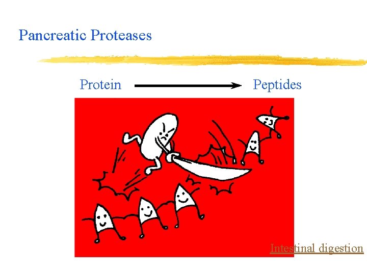 Pancreatic Proteases Protein Peptides Intestinal digestion 