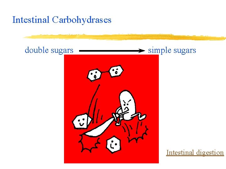 Intestinal Carbohydrases double sugars simple sugars Intestinal digestion 