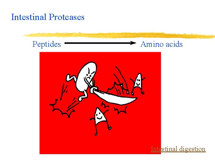 Intestinal Proteases Peptides Amino acids Intestinal digestion 