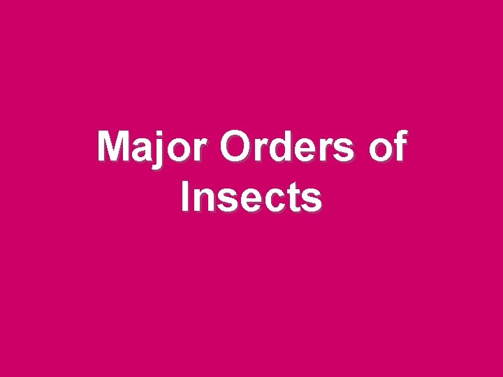 Major Orders of Insects Major Orders of Insects